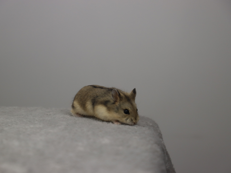 Campbells dwarf hamster Free Phodopus campbelli 