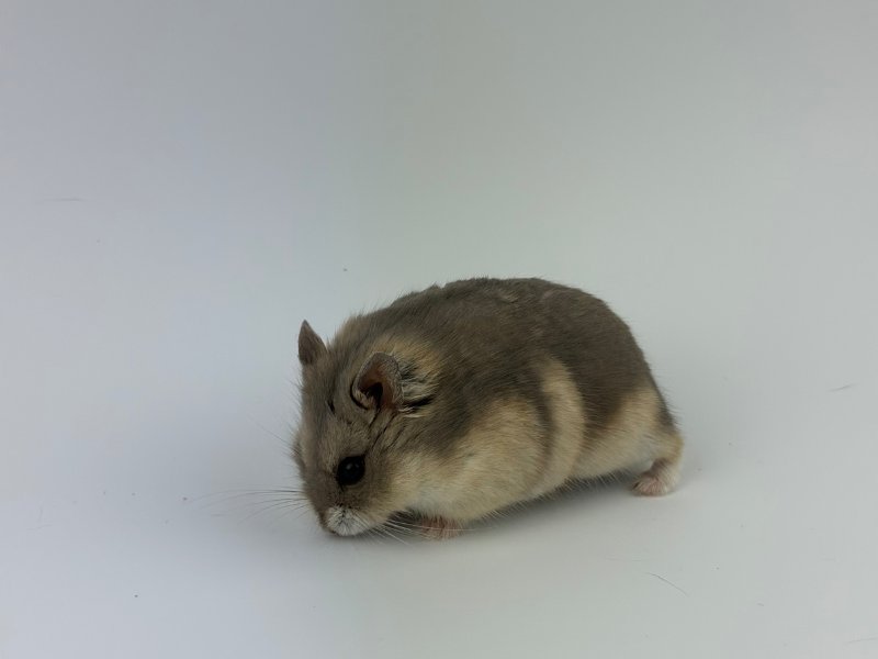 Campbells dwarf hamster Breeder Phodopus campbelli 