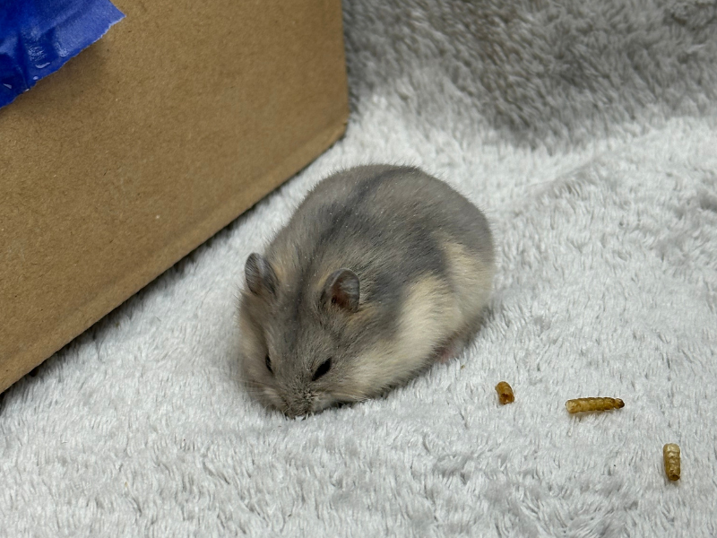 Campbells dwarf hamster Pet only Phodopus campbelli 