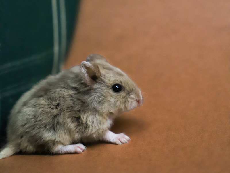 Campbells dwarf hamster Breeder Phodopus campbelli 