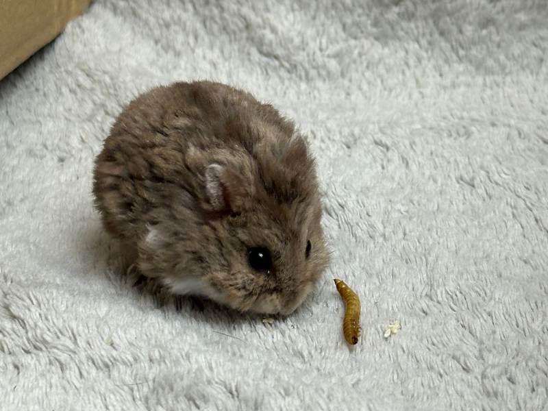 Campbells dwarf hamster Free Phodopus campbelli 