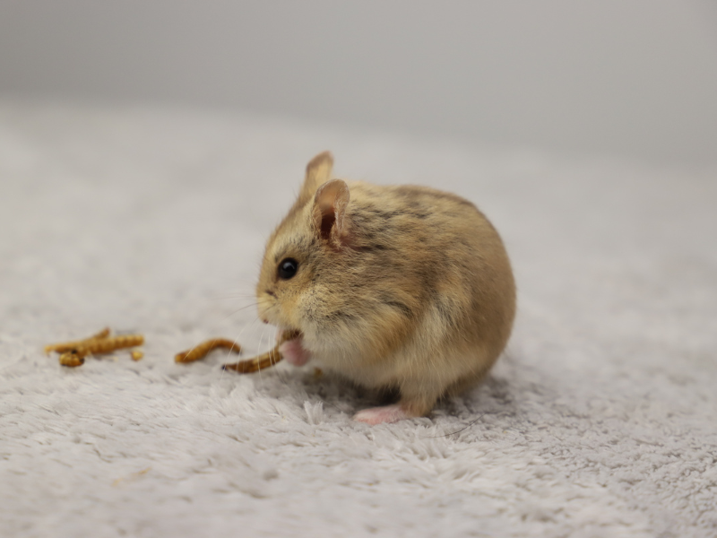 Campbells dwarf hamster Breeder Phodopus campbelli 