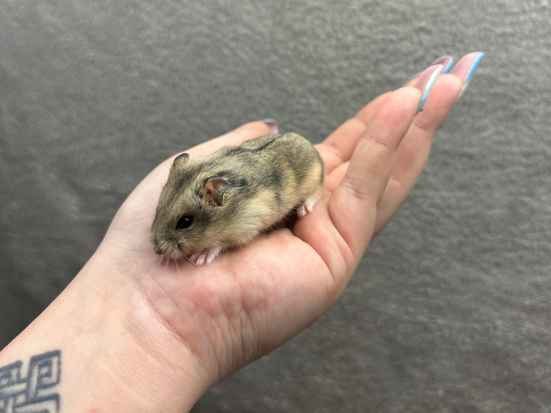 Campbells dwarf hamster Pet only Phodopus campbelli 