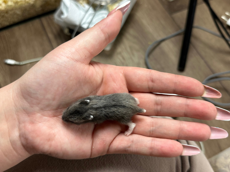 Campbells dwarf hamster Breeder Phodopus campbelli 