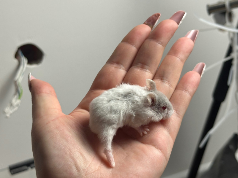 Campbells dwarf hamster Free Phodopus campbelli 