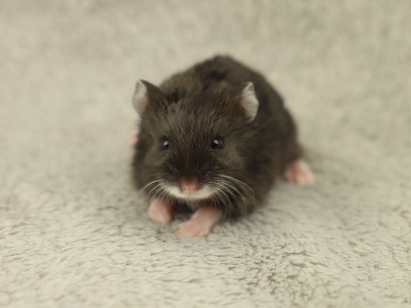 Campbells dwarf hamster Rehomed Phodopus campbelli 