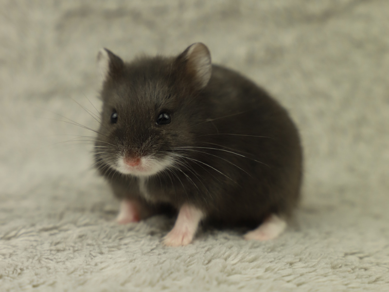 Campbells dwarf hamster Rehomed Phodopus campbelli 