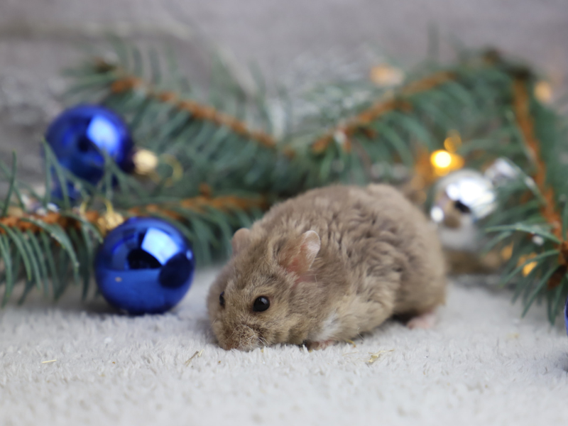 Campbells dwarf hamster Breeder Phodopus campbelli 