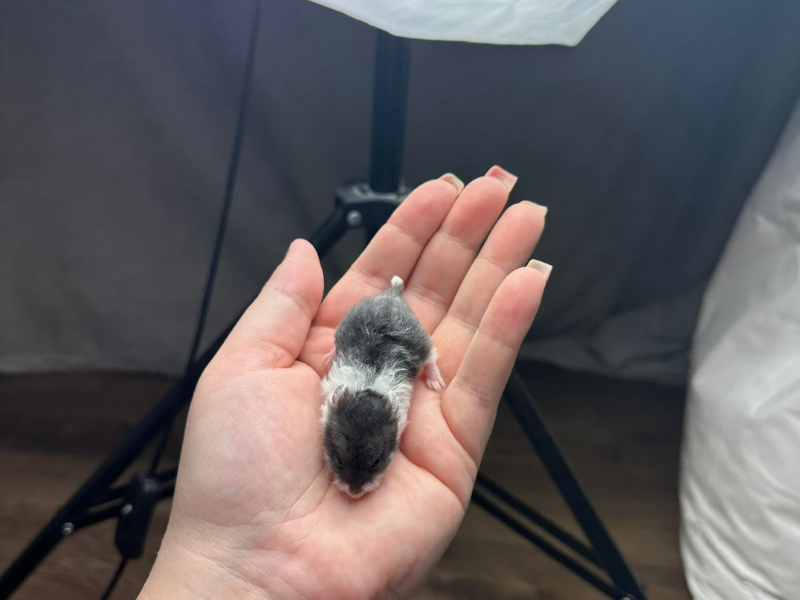 Campbells dwarf hamster Pet only Phodopus campbelli 