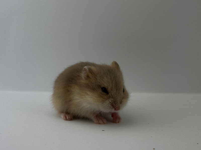 Campbells dwarf hamster Rehomed Phodopus campbelli 