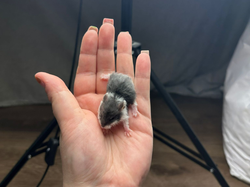 Campbells dwarf hamster Pet only Phodopus campbelli 