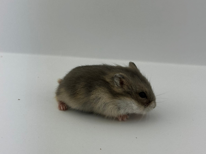 Campbells dwarf hamster Rehomed Phodopus campbelli 