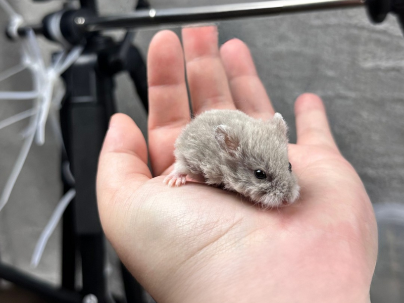 Campbells dwarf hamster Rehomed Phodopus campbelli 