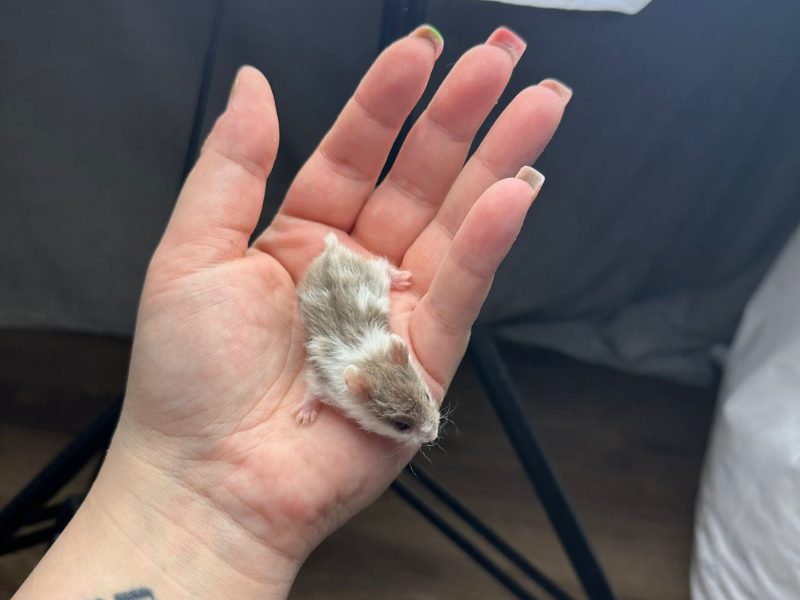 Campbells dwarf hamster Pet only Phodopus campbelli 