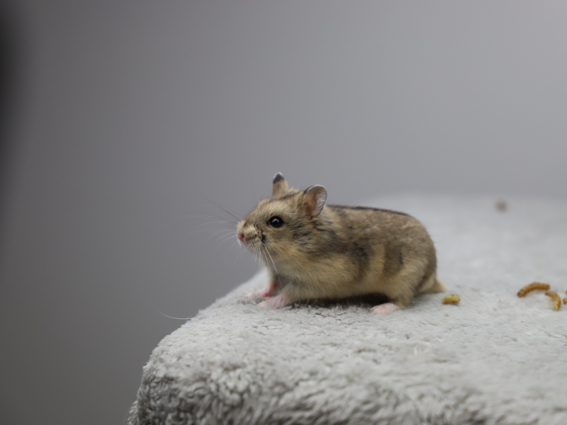 Campbells dwarf hamster Free Phodopus campbelli 