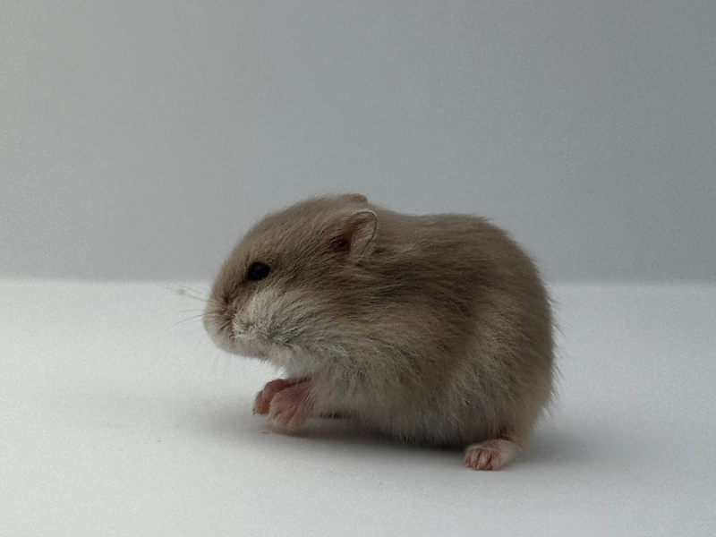 Campbells dwarf hamster Rehomed Phodopus campbelli 