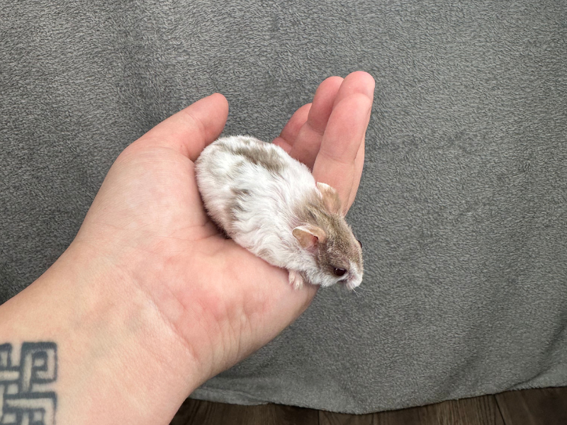 Campbells dwarf hamster Pet only Phodopus campbelli 