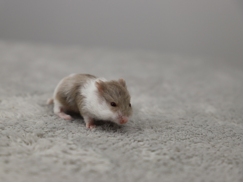 Campbells dwarf hamster Free Phodopus campbelli 