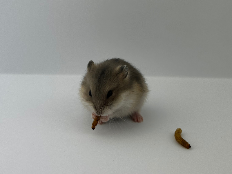 Campbells dwarf hamster Rehomed Phodopus campbelli 
