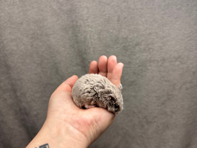 Campbells dwarf hamster Pet only Phodopus campbelli 