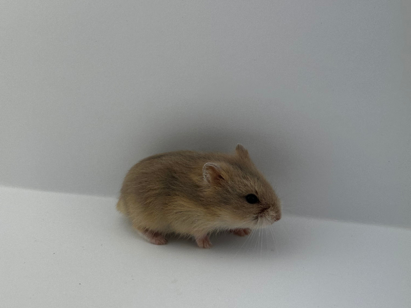 Campbells dwarf hamster Rehomed Phodopus campbelli 