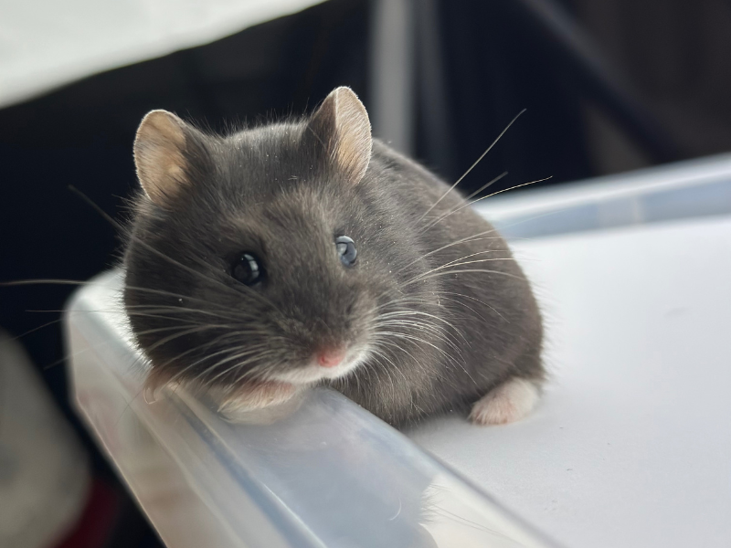 Campbells dwarf hamster Breeder Phodopus campbelli 