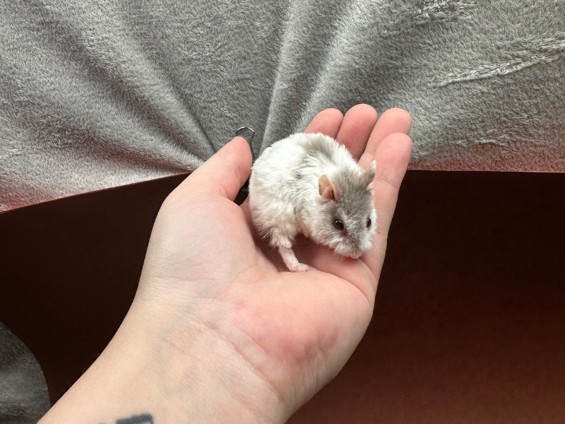 Campbells dwarf hamster Rehomed Phodopus campbelli 