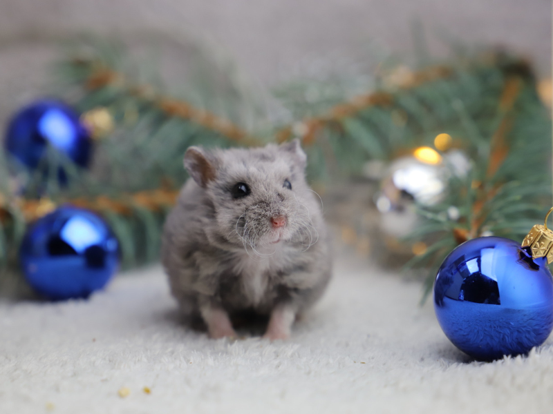 Campbells dwarf hamster Breeder Phodopus campbelli 