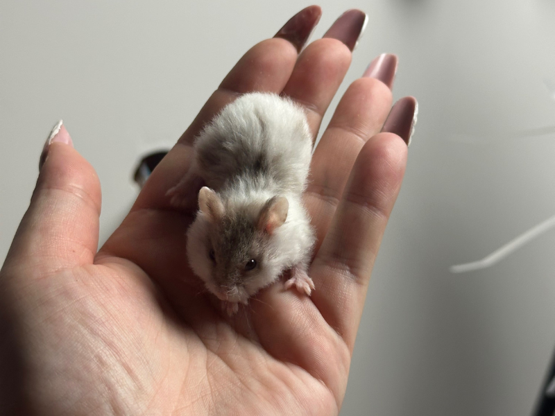 Campbells dwarf hamster Free Phodopus campbelli 