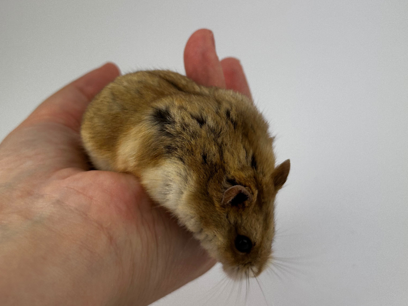 Campbells dwarf hamster Breeder Phodopus campbelli 