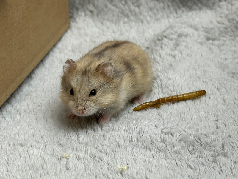 Campbells dwarf hamster Pet only Phodopus campbelli 