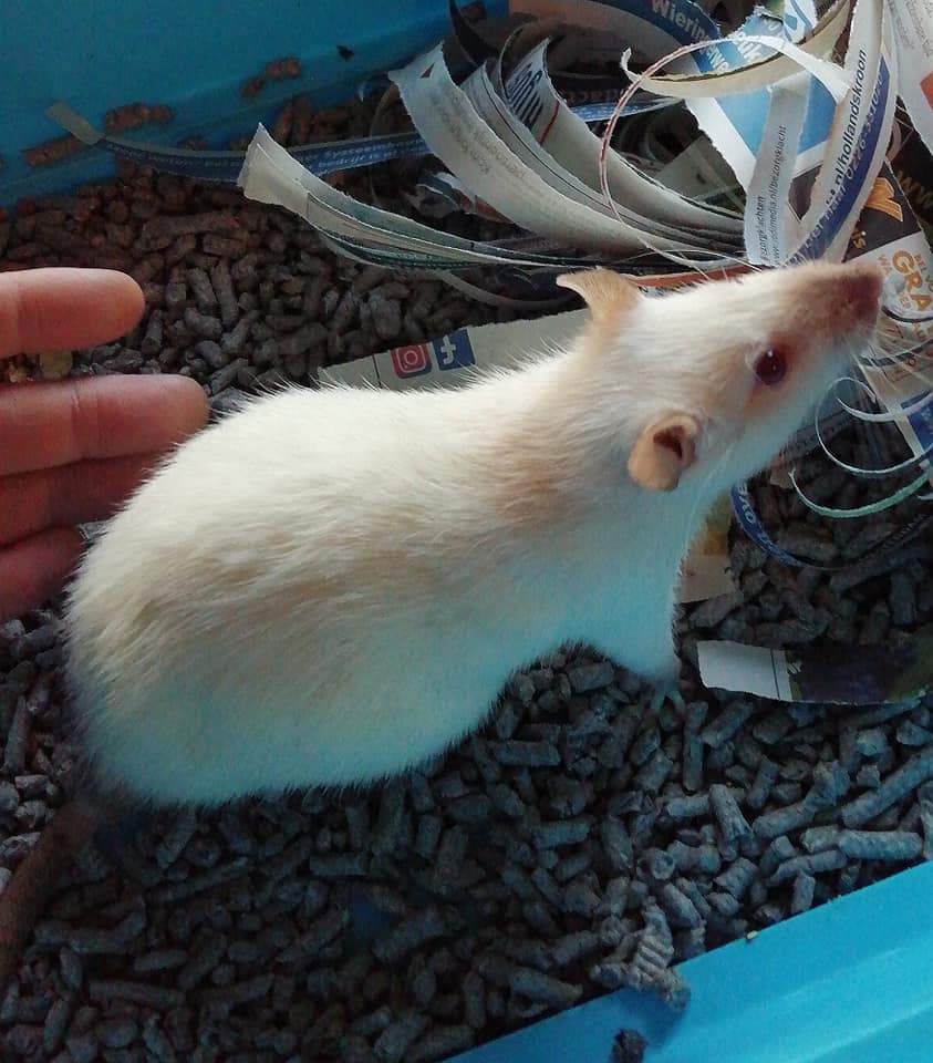 Fancy rat Owned by other Rattus norvegicus Netherlands