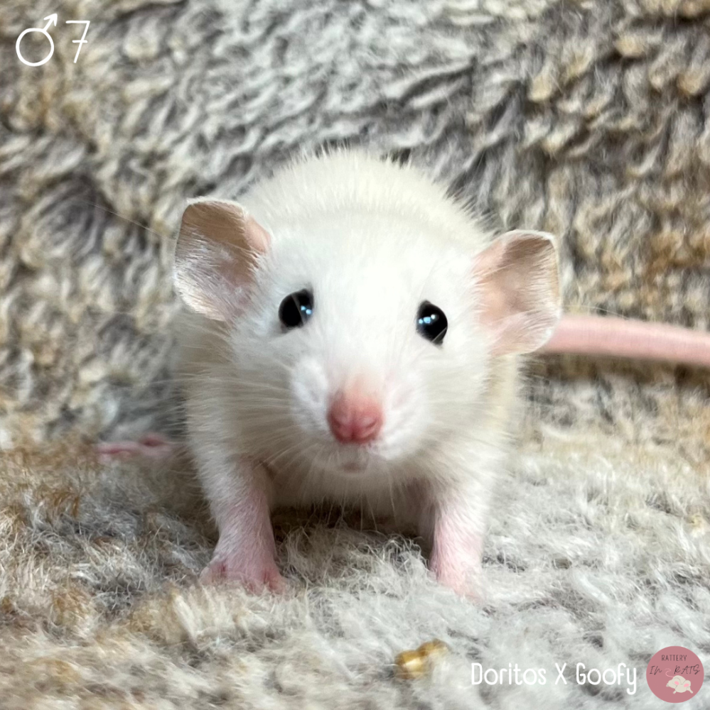 Fancy rat Owned by other Rattus norvegicus Netherlands