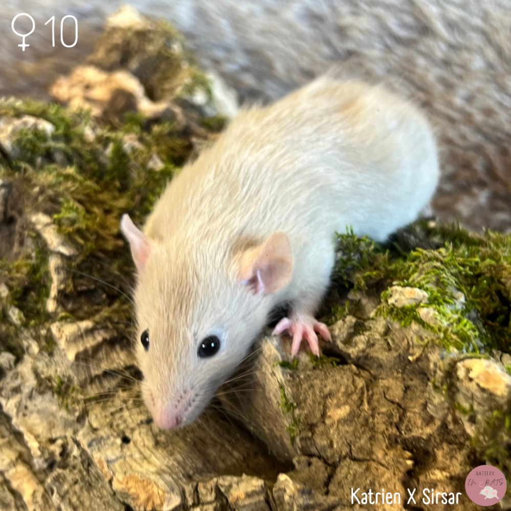 Fancy rat Owned by other Rattus norvegicus Netherlands, Heerhugowaard