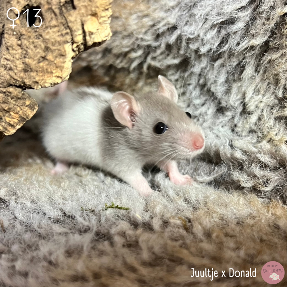 Fancy rat Owned by other Rattus norvegicus Netherlands