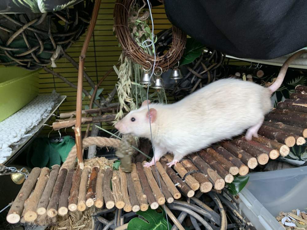 Fancy rat Deceased Rattus norvegicus Netherlands, Heerhugowaard