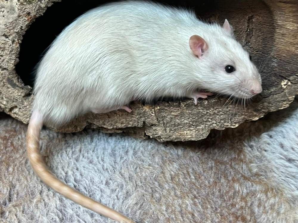Fancy rat Breeder Rattus norvegicus Netherlands, Heerhugowaard