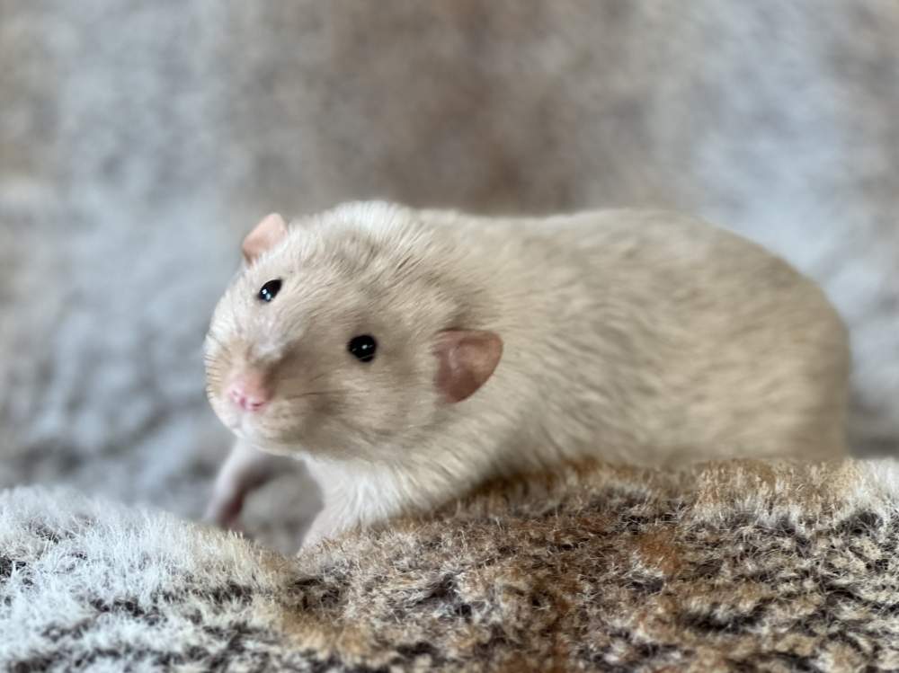 Fancy rat Breeder Rattus norvegicus Netherlands