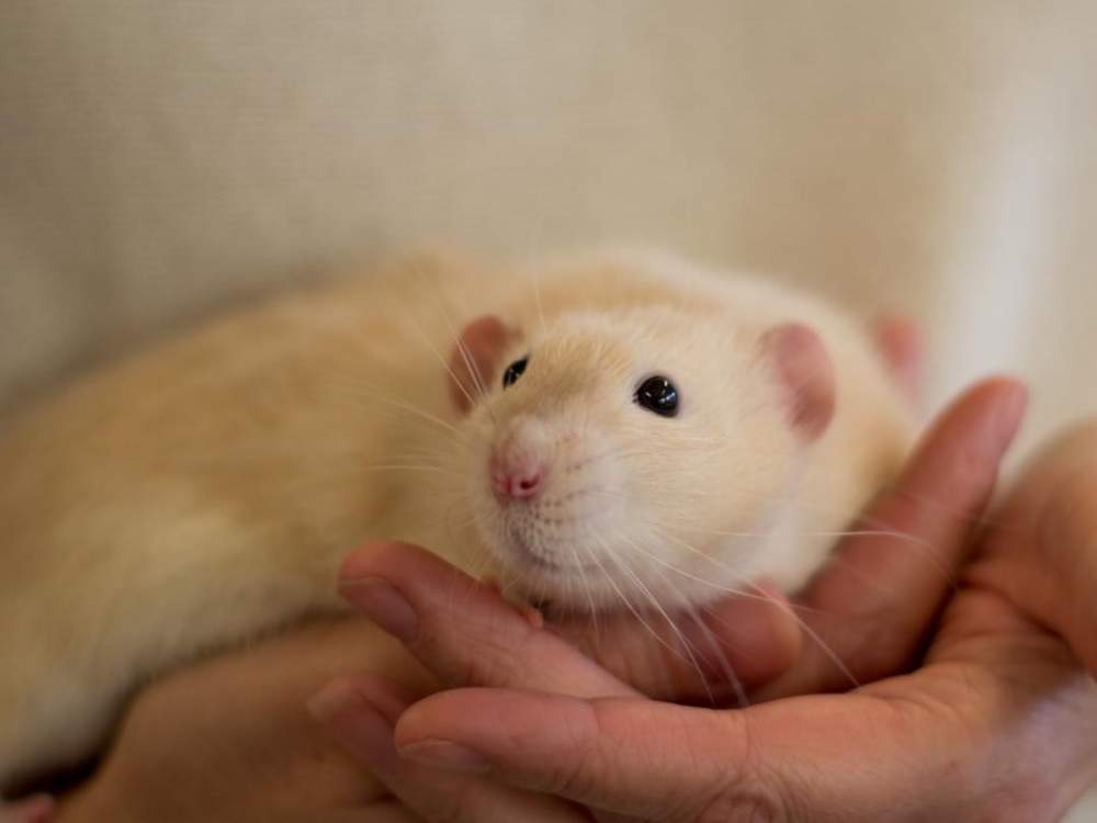 Fancy rat Breeder Rattus norvegicus Netherlands
