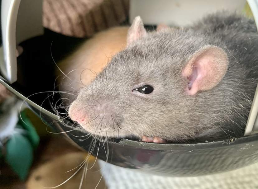 Fancy rat Owned by other Rattus norvegicus Netherlands