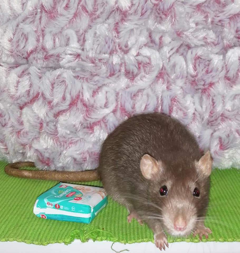 Fancy rat Owned by other Rattus norvegicus Netherlands