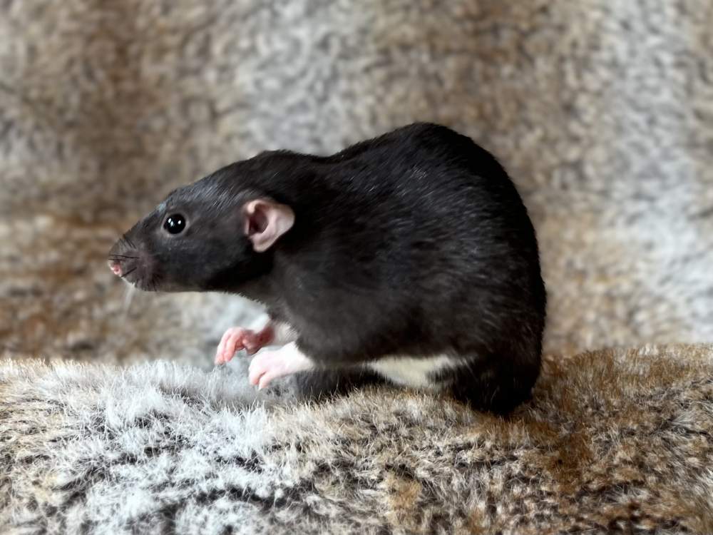Fancy rat Breeder Rattus norvegicus Netherlands, Heerhugowaard