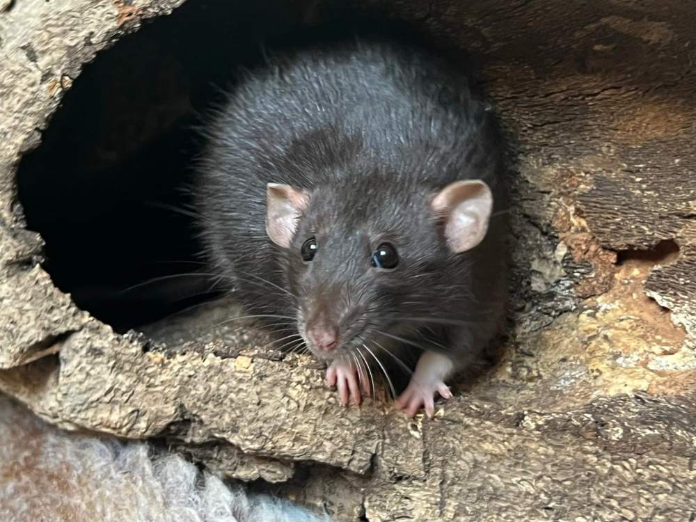 Fancy rat Breeder Rattus norvegicus Netherlands, Heerhugowaard