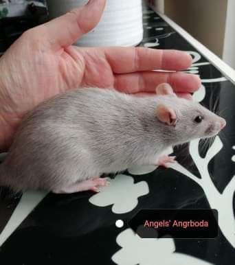 Fancy rat Owned by other Rattus norvegicus Netherlands