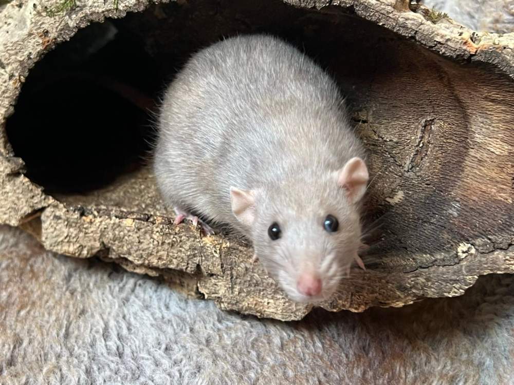 Fancy rat Breeder Rattus norvegicus Belgium