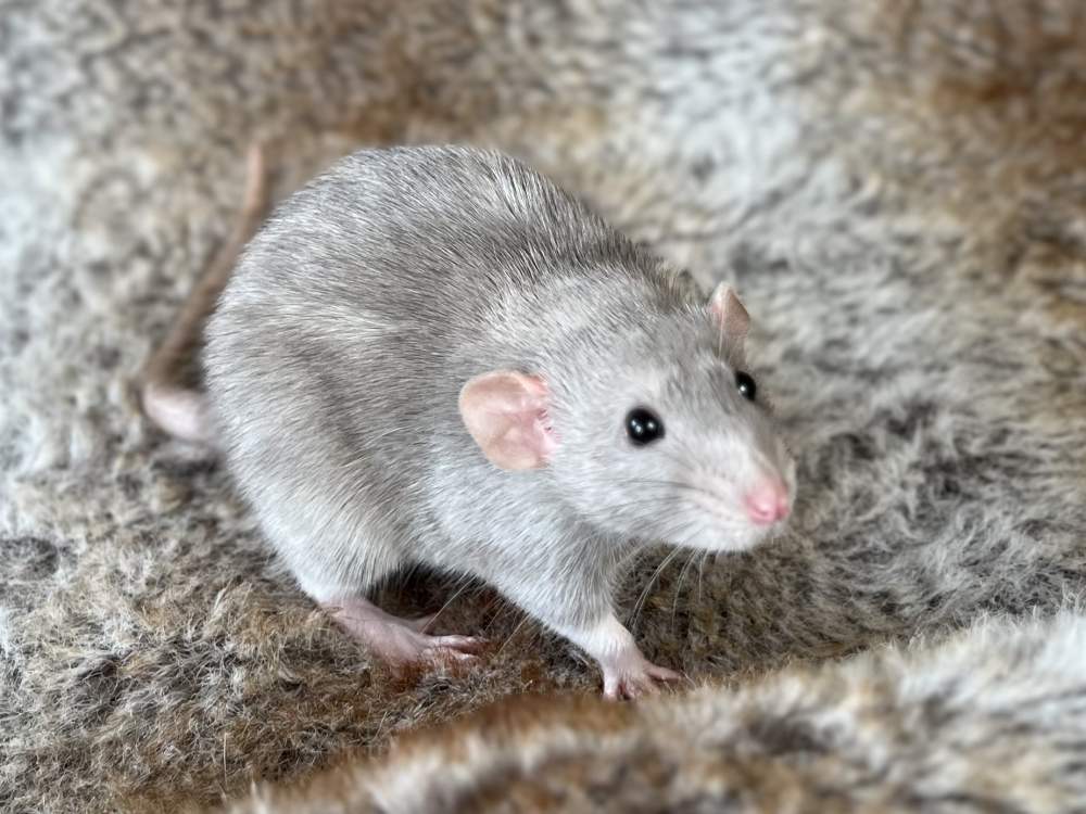 Fancy rat Breeder Rattus norvegicus Belgium