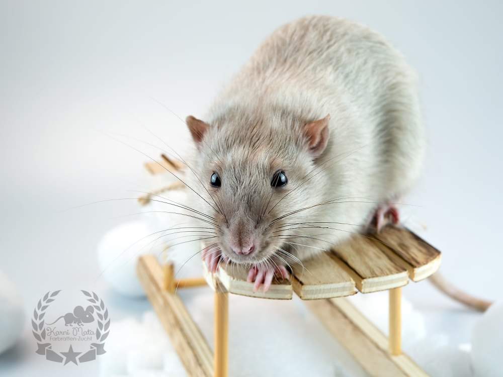 Fancy rat Owned by other Rattus norvegicus Germany, Kellinghusen