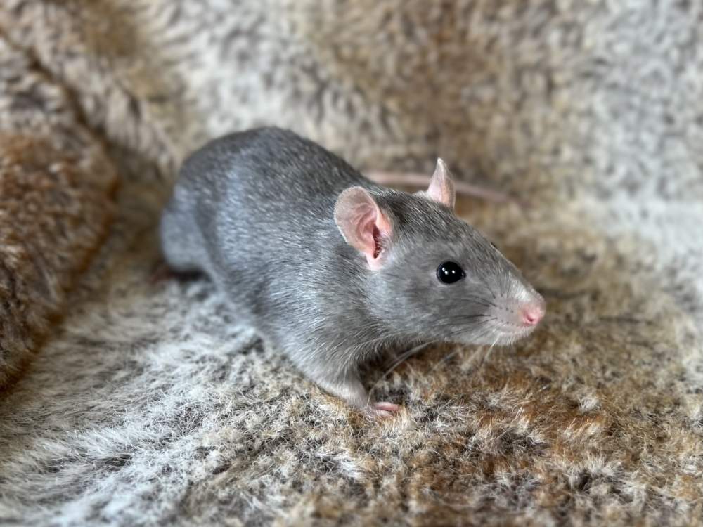 Fancy rat Deceased Rattus norvegicus United Kingdom