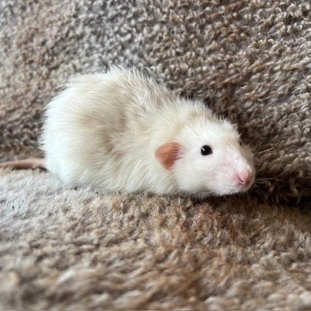 Fancy rat Breeder Rattus norvegicus Netherlands