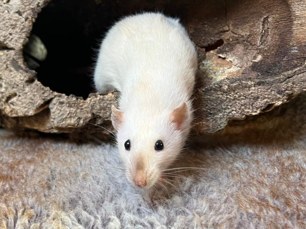 Fancy rat Breeder Rattus norvegicus Netherlands, Heerhugowaard